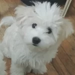 Maltese Terrier İki Aylıklar