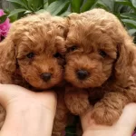 İrk Garantili Toy Poodle Yavrulari