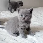 İrk Ve Sağlik Garantili British Shorthair