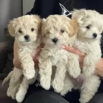 F2 Maltipoo Yavrulari