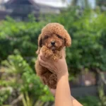 Toy Poodle İrk Garantili Yavrular