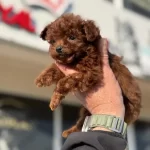 Nasir Olan Darkbrown Kore Tea Cup Poodle Yavrularımız