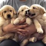 Golden Retriever Yavrulari
