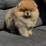 Orange Aşili Pomeranian Bebekler