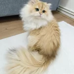 Erkek British Longhair 14 Aylık