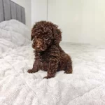 Çikolatali Toy Poodle Bebekler