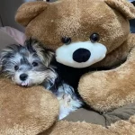 Ailenize Neşe Katacak Mini Yorkshire Terrier Dostlar