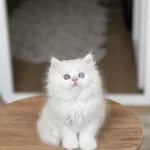 Gold Eyes British Longhair Yavrum