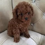 Toy Poodle İrk Garantili Yavrular