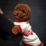 Güzeller Güzeli Poodle Bebekler