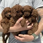 Ankranın En Seçkin Redbrown Toy Poodle Yavruları
