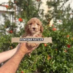 Sevimli İrk Toy Poodle