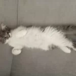 Nazik Maine Coon Devler Yuvasını Arıyor