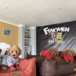En Güzel Toy Poodle Yavrular Magazamizda Canli Görün