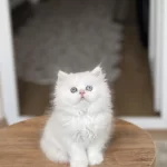 Güzellik Abidesi Ayi Surat British Longhair Yavrum