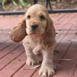 İngiliz Cocker Gelip Görerek Alabilirsiniz