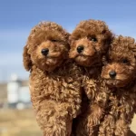 Wc Eğitimli Toy Poodle Yavrularımızı Canlı Görün