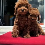 Petmode Köpek Çiftliğinden Redbrown Toy Poodle