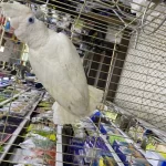 Gerçek Kakadu Yavrulari (el Besleme)