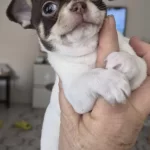 Minik Şivava Köpekler