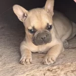 Çok Acil Son Bir Adet Dişi French Bulldog Kalmıştır