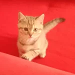 Harika İki Tatlı Kedimiz