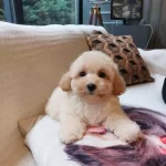 Akıllı Ve Tüy Dökmeyen Karakteriyle Maltipoo Yavrusu