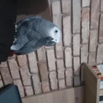 Full Evcil Jako Papağanı