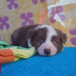 Orjinal Border Collie Yavrularımız