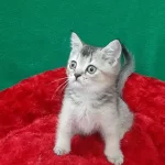 British Shorthair Cinsi Evcilmen Oğlumuz