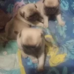 Gül Kuyruk A Kalite Pug Yavrulari
