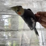 Erkek Sultan Papağanı Konuşan İsteyene Video Atılır
