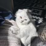 Harika Scottish Fold Yavru
