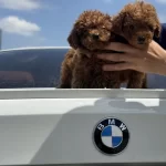 Ankaranın En Kaliteli Kore Toy Poodle Yavruları