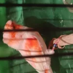 Şahane Birbirinden Güzel Alman Tepeli Kanaryalar