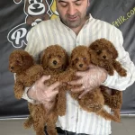 Türkiye Nin En Güzel Toy Poodle Yavrulari Ankara