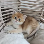 British Shorthair Yuva Arıyor