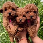 Kore Toy Poodle Yavrular