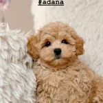 Korean Maltipoo Yavrular