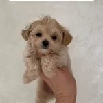 Kore Kg Garantili Maltipoo Yavrular