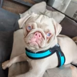 Harika Ping Pug Yavrumuz