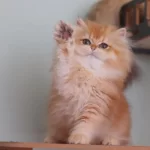 British Longhair Safkan Dişi