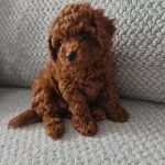 Üst Segment Toy Poodle Yavrumuz