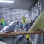 İsteyene Hobi Olarak Yada Üretim Amaçlı Muhabbet Takımlar