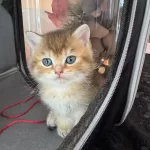 British Shorthair Golden Yavrular