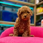 Red Brown Poodle Yavruları Aşılı