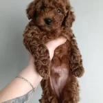 Orjinal Toy Poodle Yavrular Eskişehir