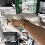 British Longhair Dişi Erkek Bebeklerimiz