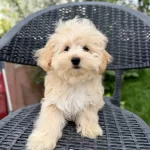 Mini Maltipoo Yavrularımız
