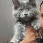 Xxxl Kocaman Erkek Maine Coon